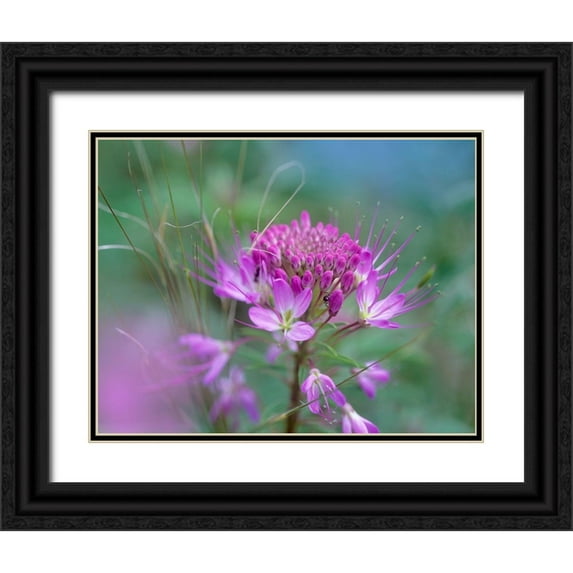 Fitzharris, Tim 32x26 Black Ornate Wood Framed with Double Matting Museum Art Print Titled - Rocky Mountain in Beeplant Flower with Ant