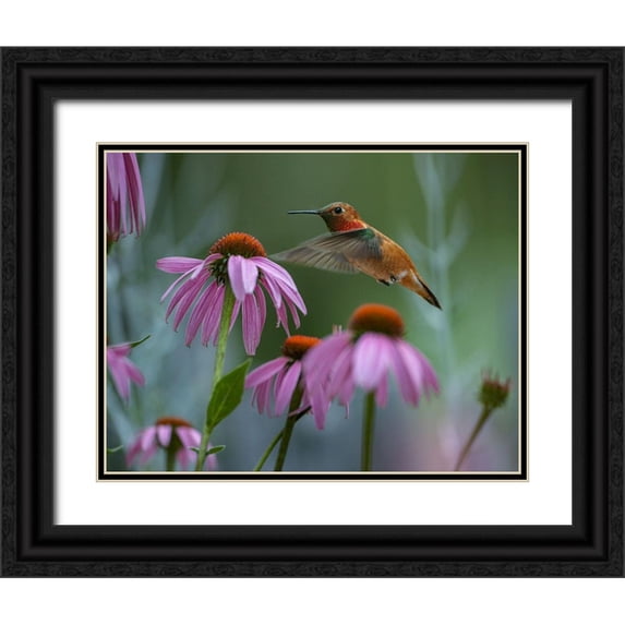 Fitzharris, Tim 32x26 Black Ornate Wood Framed with Double Matting Museum Art Print Titled - Rufous Hummingbird among Purple Coneflowers