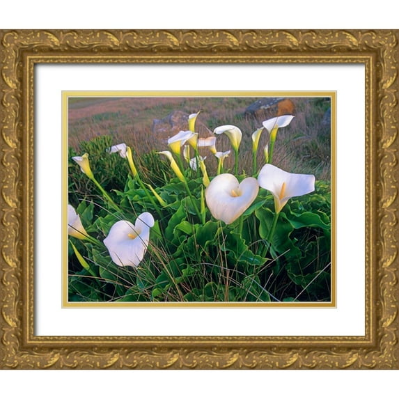 Fitzharris, Tim 32x26 Gold Ornate Wood Framed with Double Matting Museum Art Print Titled - Calla Lilies