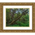 thumbnail image 1 of Fitzharris, Tim 32x26 Gold Ornate Wood Framed with Double Matting Museum Art Print Titled - Mossy Big-leaf Maple-Redwood National Park-California-USA, 1 of 4