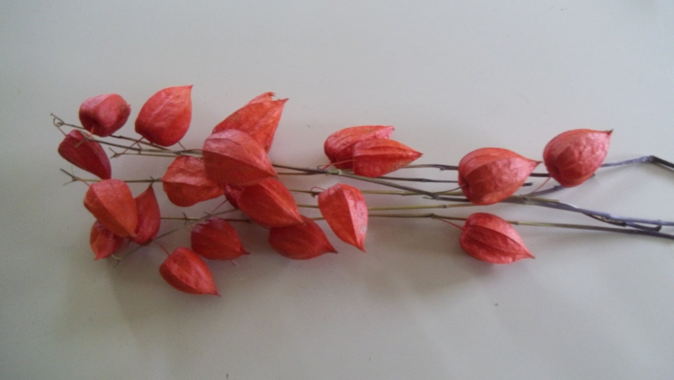Five 10"-14" Long Dried Chinese Lantern Stems with 2 or 3 Seed Pods each Stem