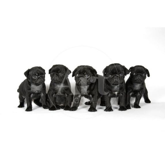 Five Black Pug Puppies 6 Weeks Old, Animals Unframed Photographic Print Wall Art Sold by Art.Com