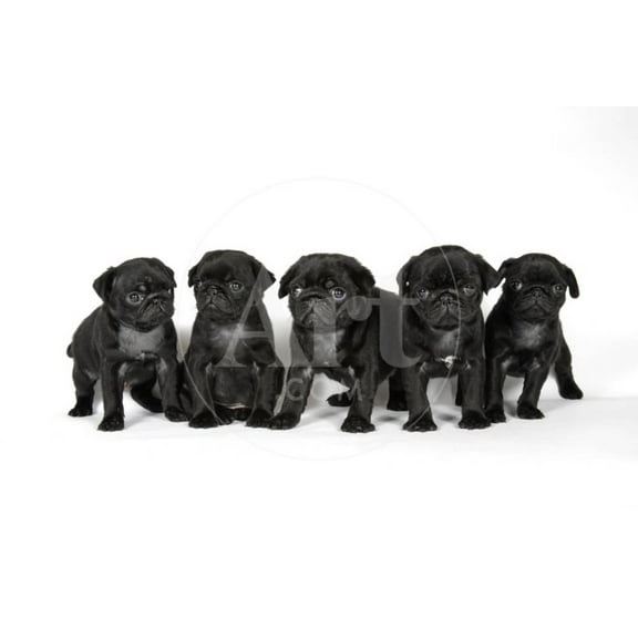 Five Black Pug Puppies 6 Weeks Old, Animals Unframed Photographic Print Wall Art Sold by Art.Com