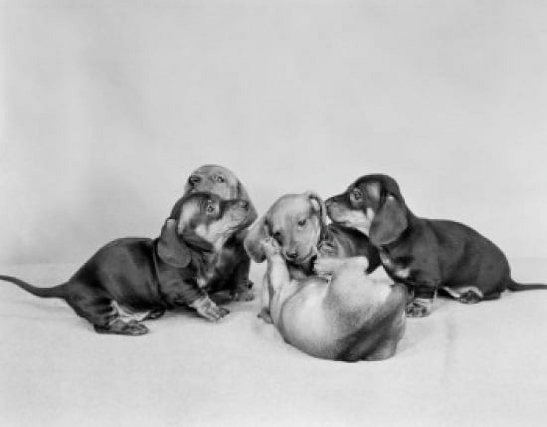 Five Dachshund puppies playing Canvas Art -  (24 x 36)