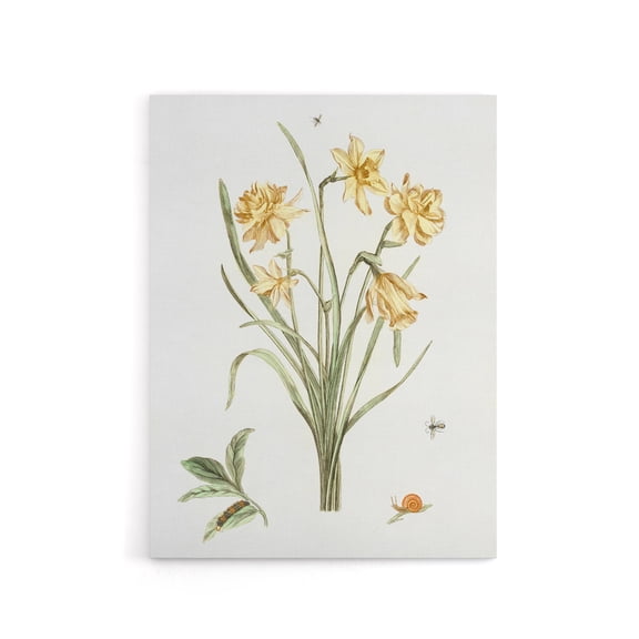 Five Daffodils Vintage Illustration Teyler Canvas Wall Art 18x24"