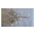 Five Dried Lunaria Stems, 6"10" Length, with discshaped silicles, for