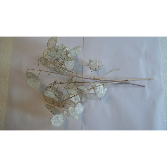 Five Dried Lunaria Stems, 6"-10" Length, with disc-shaped silicles