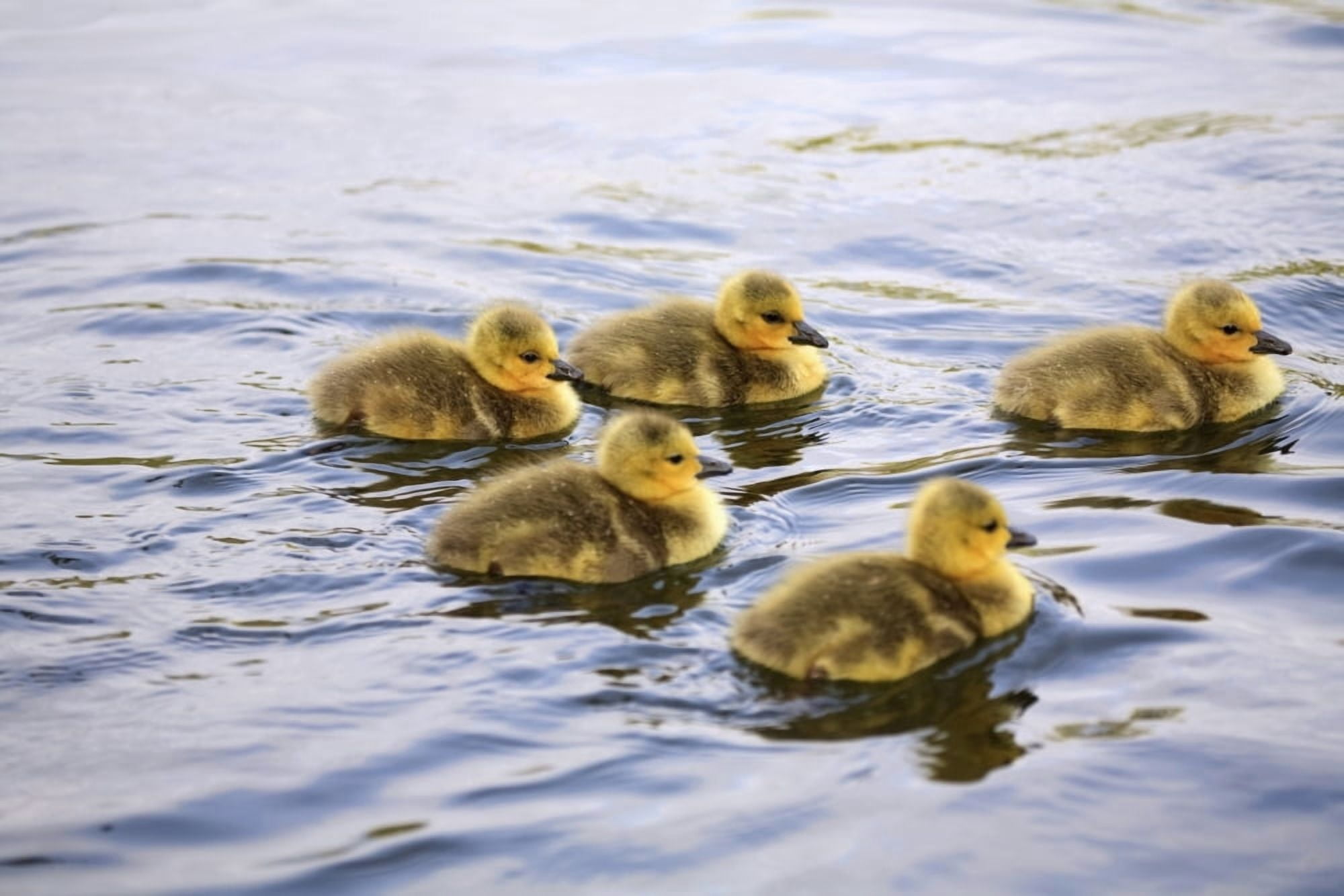 Five Goslings In The Water Canvas Art - Craig Tuttle Design Pics (19 x 12)