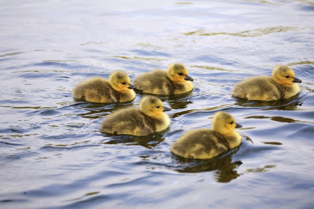 Five Goslings In The Water Canvas Art - Craig Tuttle Design Pics (38 x 24)