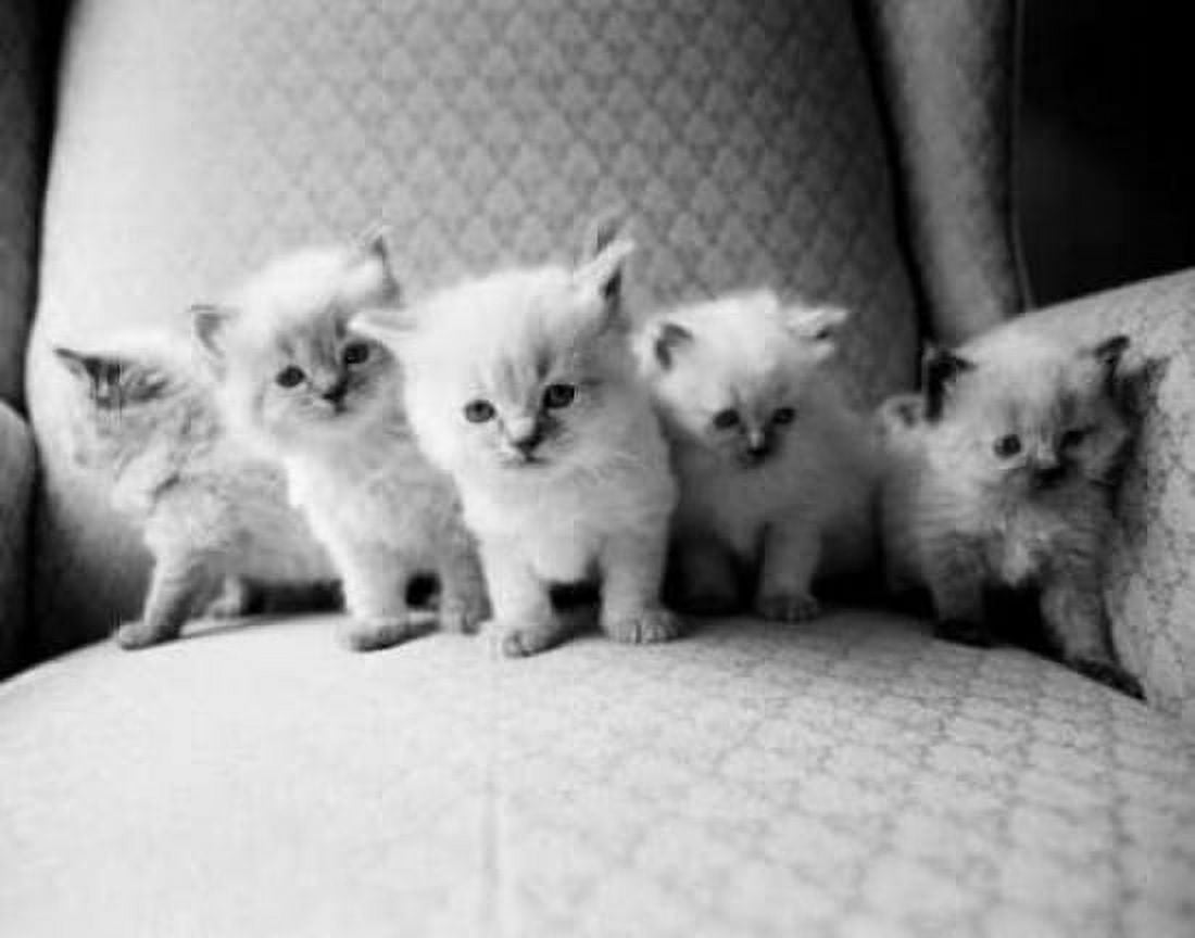 Five Kittens Canvas Art - Kim Levin (22 x 28)