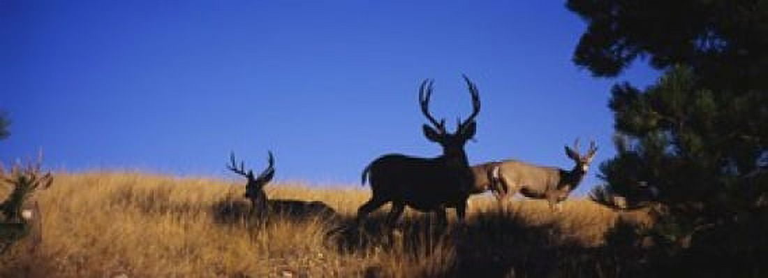 Five Mule deer in a field Montana USA Canvas Art - Panoramic Images (18 x 7)