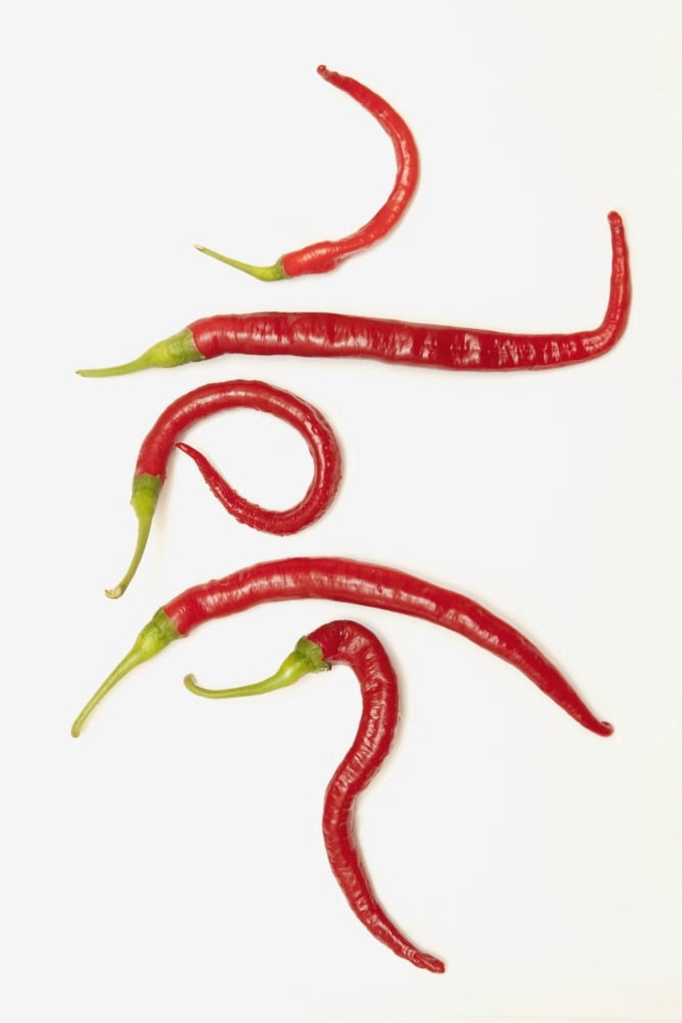 Five Red Jalapeno Peppers That Have Curled Into Unique Shapes Canvas Art - John Short Design Pics (24 x 38)