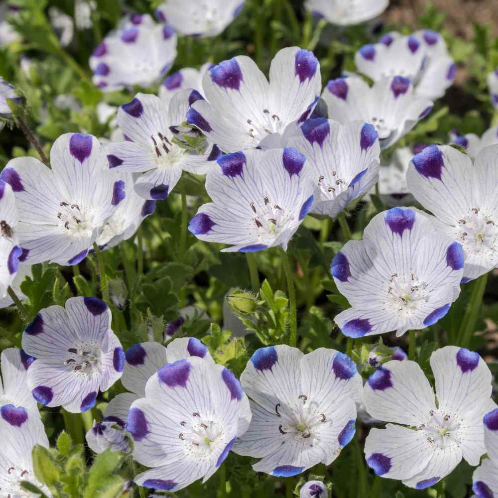 Five Spot Seeds - Nemophila Maculata Wildflower Seed - 5 LBS