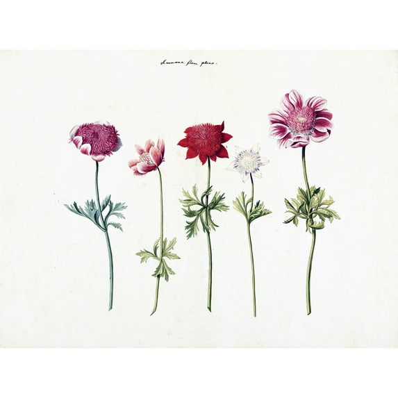 Five Studies Of Anemones Pretty Flowers Drawing Extra Large XL Wall Art Poster Print
