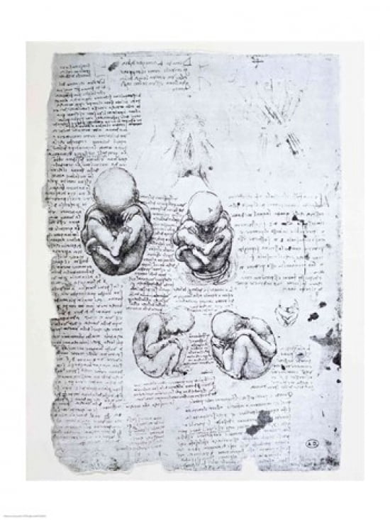 Five Views of a Fetus in the Womb Canvas Art - Leonardo Da Vinci (18 x 24)