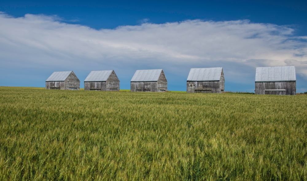 Five granaries on wheat field Alberta Canada Canvas Art - Panoramic Images (12 x 20)