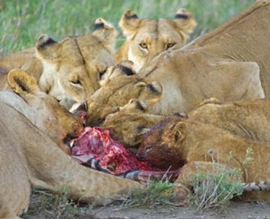 Five lions eating a dead zebra Ngorongoro Conservation Area Arusha Region Tanzania (Panthera leo) Canvas Art - Panoramic Images (24 x 20)