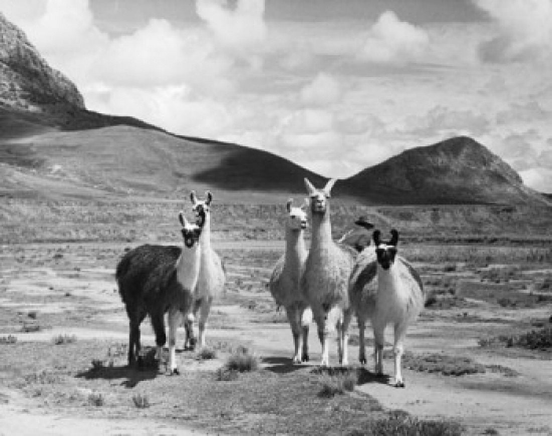 Five llamas standing in a field Peru (Lama glama) Canvas Art -  (24 x 36)