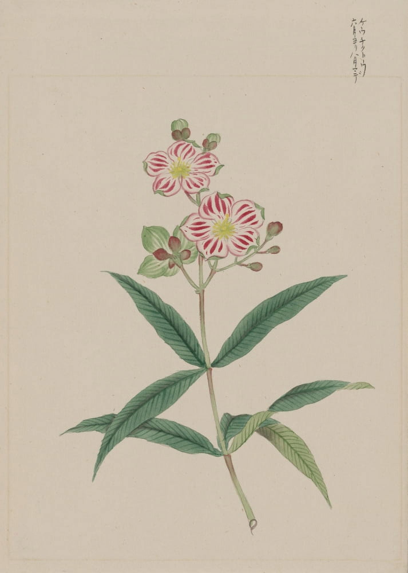 Five petal red-on-white blossoms c1870 Canvas Art - Unknown (18 x 24)