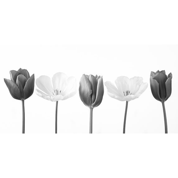 Five tulips in a row, FTBR-1842 Poster Print by Assaf Frank (36 x 18)