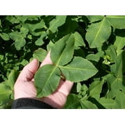 Fixation Balansa Clover Seed - 10 Lbs.