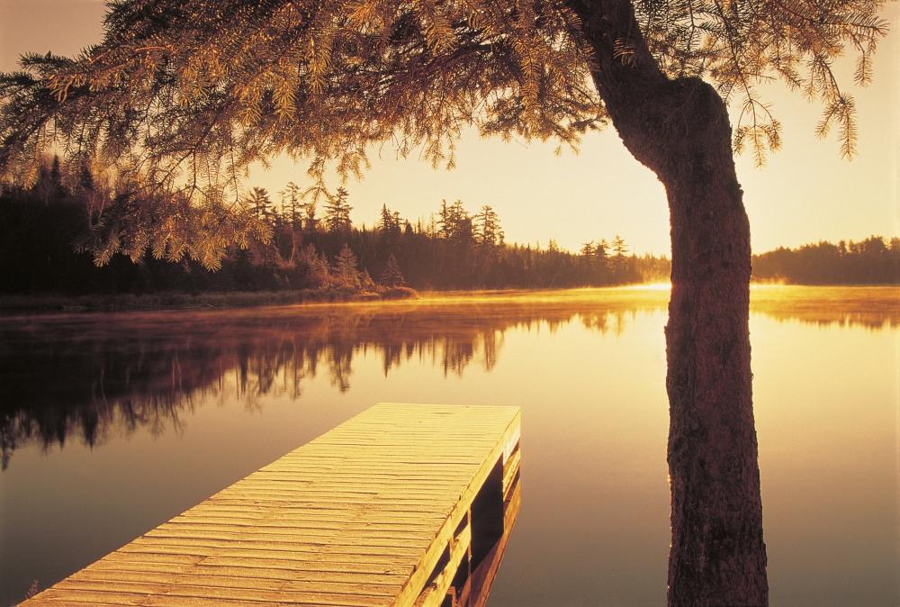 Fl5455 Dave Reede Dock And Tree At Edge Of Lyons Lake Whiteshell Pp Manitoba Canvas Art - Dave Reede Design Pics (16 x 11)