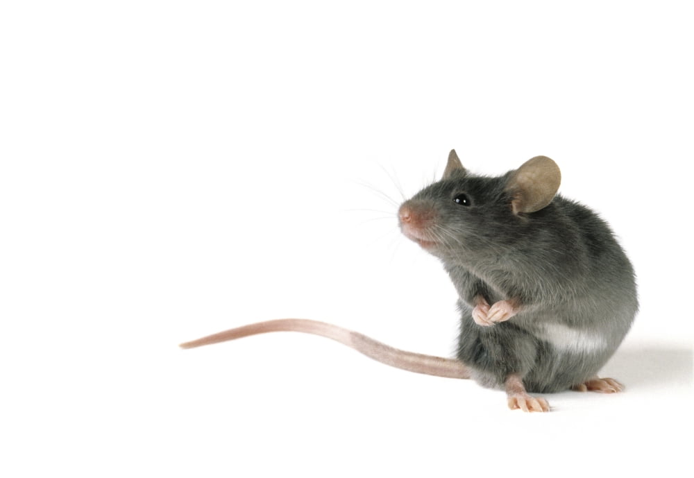 Fl6496 Natural Moments Photography Mouse Standing On Hind Legs White Background Canvas Art - Darwin Wiggett Design Pics (32 x 22)