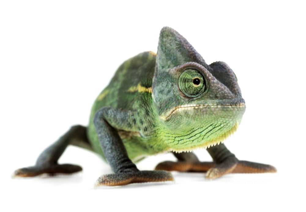 Fl6509 Natural Moments Photography Chameleon Canvas Art - Darwin Wiggett Design Pics (32 x 22)
