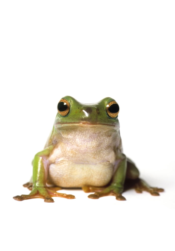 Fl6513 Natural Moments Photography Curious Green Frog Peering At Camera White Background Canvas Art - Darwin Wiggett Design Pics (22 x 32)