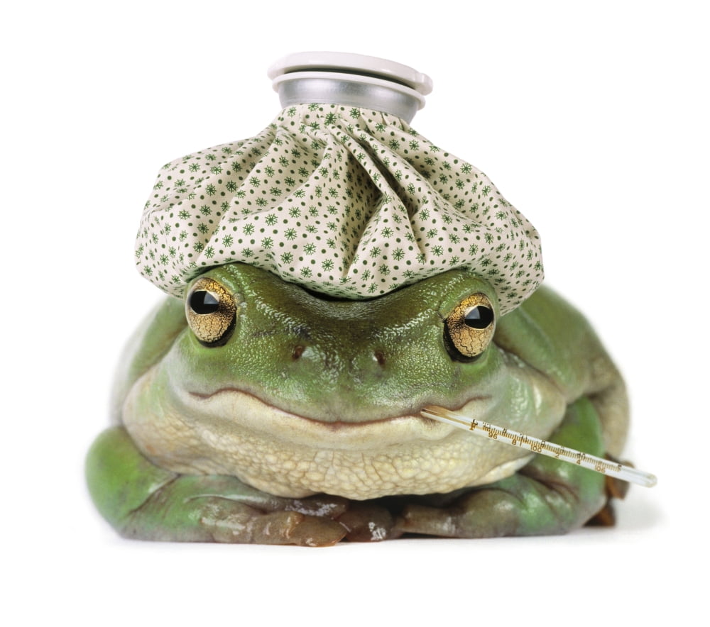 Fl6514 Natural Moments Photography Frog With Water Bottle On Head And Thermometer In Mouth Canvas Art - Darwin Wiggett Design Pics (15 x 13)