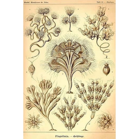 Flagellates are organisms with one or more whip-like organelles called flagella. Some cells in animals may be flagellate, for instance the