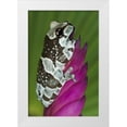 thumbnail image 1 of Flaherty, Dennis 11x14 White Modern Wood Framed Museum Art Print Titled - Brazil, Amazon Basin Amazon milk frog, 1 of 4