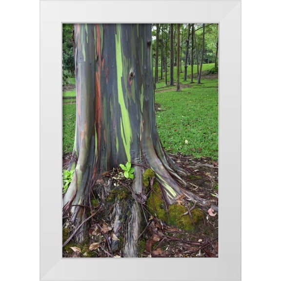 Flaherty, Dennis 11x14 White Modern Wood Framed Museum Art Print Titled - Hawaii, Kauai Colorful eucalyptus tree bark