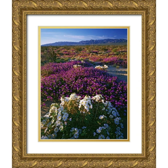 Flaherty, Dennis 12x14 Gold Ornate Wood Framed with Double Matting Museum Art Print Titled - CA, Anza-Borrego SP Desert Wildflowers in bloom