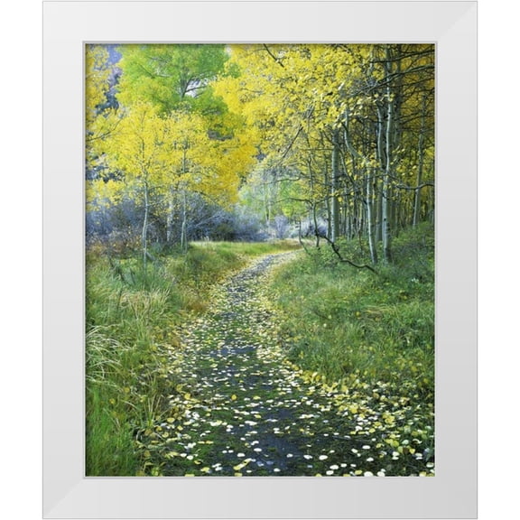 Flaherty, Dennis 12x14 White Modern Wood Framed Museum Art Print Titled - CA, Eastern Sierra Leaf-covered path into forest