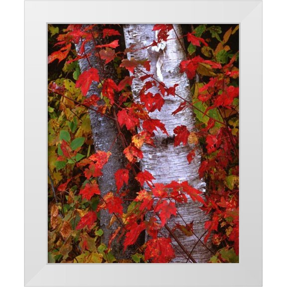 Flaherty, Dennis 12x14 White Modern Wood Framed Museum Art Print Titled - NH, White Mountains Trees in autumn color