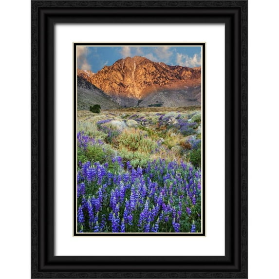 Flaherty, Dennis 13x18 Black Ornate Wood Framed with Double Matting Museum Art Print Titled - California Blooming lupine at Division Creek