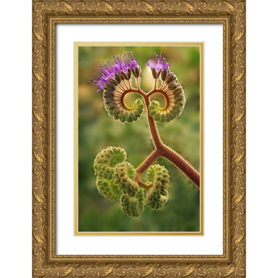 Flaherty, Dennis 13x18 Gold Ornate Wood Framed with Double Matting Museum Art Print Titled - CA, Death Valley NP Phacelia plant in bloom