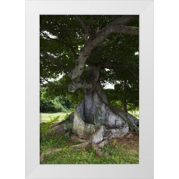 Flaherty, Dennis 13x18 White Modern Wood Framed Museum Art Print Titled - Puerto Rico, Viegues Island Ceiba tree