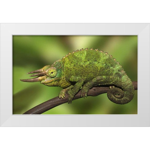 Flaherty, Dennis 14x10 White Modern Wood Framed Museum Art Print Titled - Kenya Close-up of Jacksons Chameleon on limb