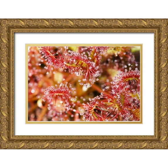 Flaherty, Dennis 14x11 Gold Ornate Wood Framed with Double Matting Museum Art Print Titled - Carnivorous sundew, Green Swamp, North Carolina