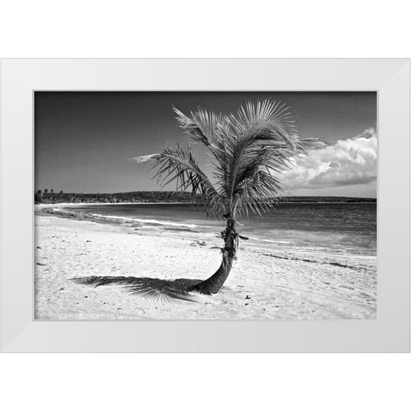 Flaherty, Dennis 14x11 White Modern Wood Framed Museum Art Print Titled - Puerto Rico, Vieques Coconut palm on Red Beach