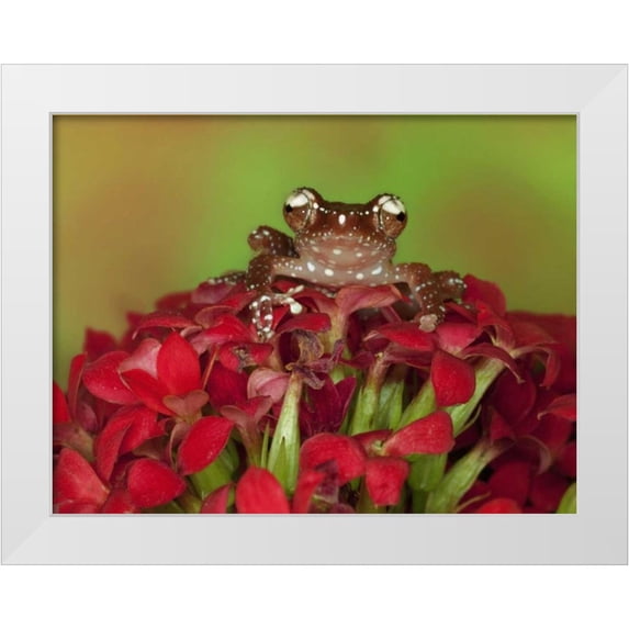 Flaherty, Dennis 14x12 White Modern Wood Framed Museum Art Print Titled - Borneo Cinnamon Tree Frog on red flowers