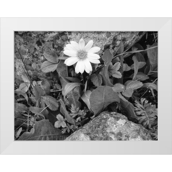 Flaherty, Dennis 14x12 White Modern Wood Framed Museum Art Print Titled - Idaho, Sawtooth NRA White wyethia bloom