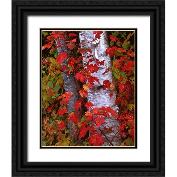 Flaherty, Dennis 15x18 Black Ornate Wood Framed with Double Matting Museum Art Print Titled - NH, White Mountains Trees in autumn color
