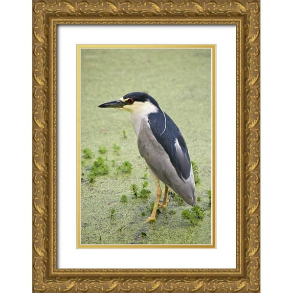 Flaherty, Dennis 17x24 Gold Ornate Wood Framed with Double Matting Museum Art Print Titled - SC, Charleston Black-crowned night heron