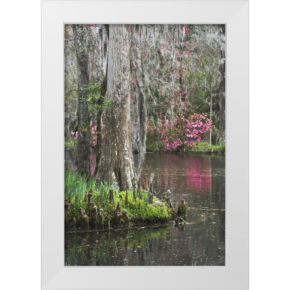 Flaherty, Dennis 17x24 White Modern Wood Framed Museum Art Print Titled - South Carolina, Charleston Moss on cypress trees