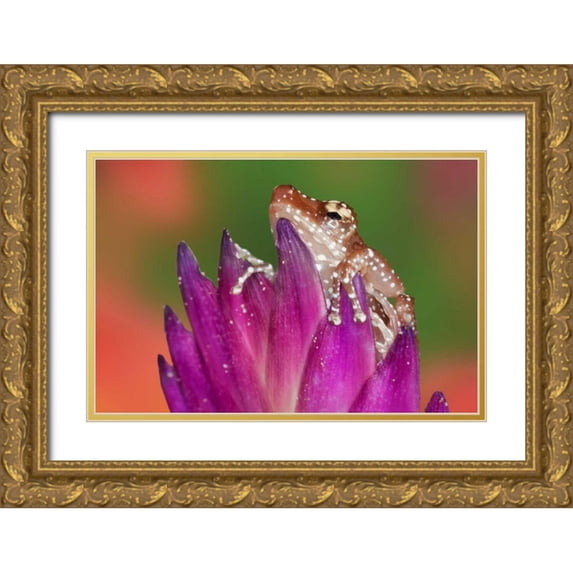 Flaherty, Dennis 18x13 Gold Ornate Wood Framed with Double Matting Museum Art Print Titled - Borneo Close-up of Cinnamon Ttree Frog