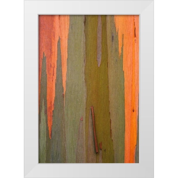 Flaherty, Dennis 18x24 White Modern Wood Framed Museum Art Print Titled - Hawaii, Kauai Detail of eucalyptus tree bark