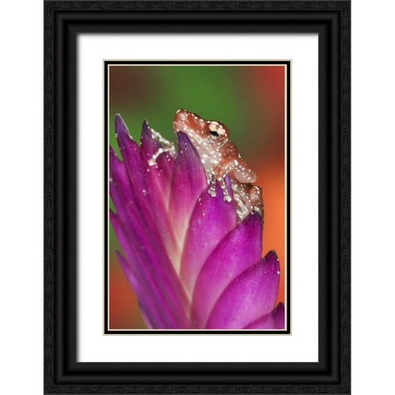 Flaherty, Dennis 23x32 Black Ornate Wood Framed with Double Matting Museum Art Print Titled - Borneo Close-up of Cinnamon Tree Frog
